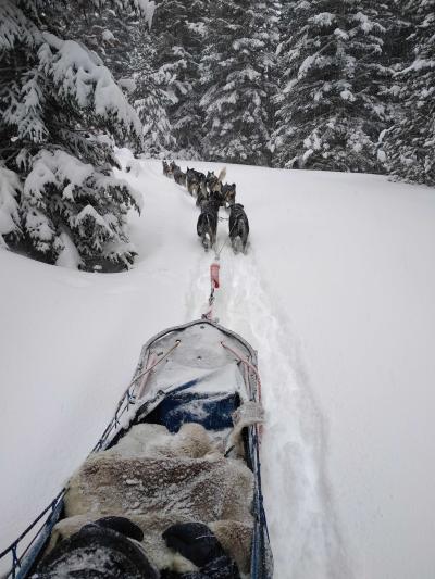 Traîneau (en balade assise ou initiation à la conduite)